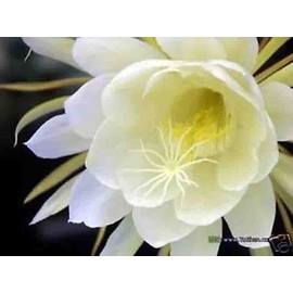 Queen of the Night Epiphyllum oxypetalum Live plant