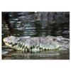 Krokodile & Alligatoren (Wandkalender 2026 DIN A2 quer), CALVENDO Monatskalender: