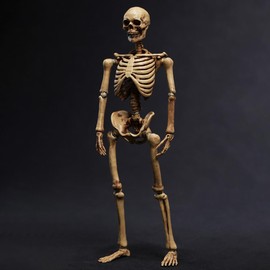 HiPlay 101TOYS 1/12 Skeleton Frame Body NO.ES002 Original Color Edition Body Figure, Super Movable