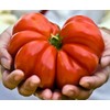 30 Costoluto Genovese Pomodoro Tomato Seeds, Heirloom Non-GMO, Low Acid,