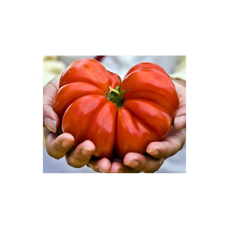 30 Costoluto Genovese Pomodoro Tomato Seeds, Heirloom Non-GMO, Low Acid,