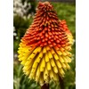 NIKA SEEDS - Flowers Red Hot Poker (Torch Lily, Kniphofia