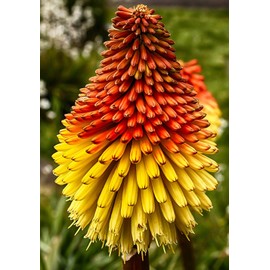 NIKA SEEDS - Flowers Red Hot Poker (Torch Lily, Kniphofia Uvaria, Tritomea) - 50 Seeds