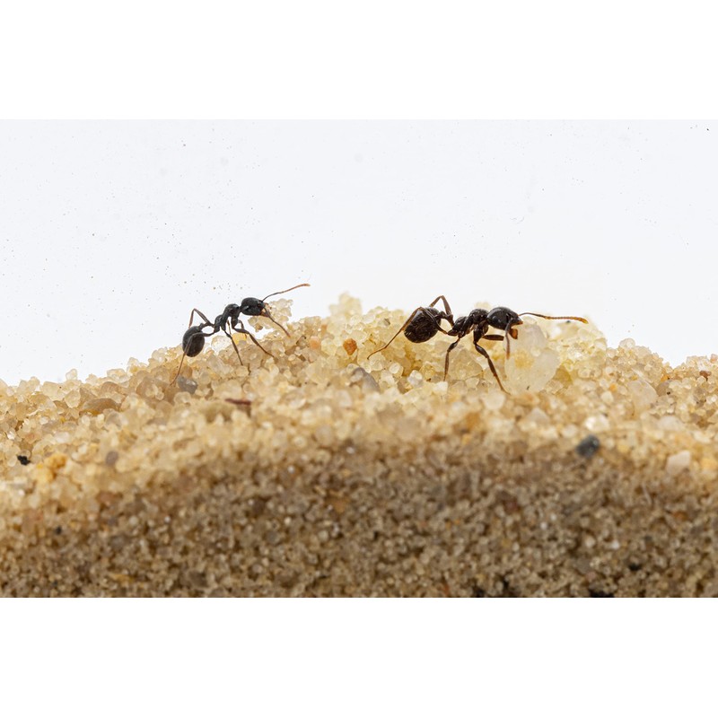 AntHouse - 3D Ant Farm Made of Sand | Red
