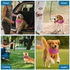 Cooling collar for dogs, 45 x 12 cm, cooling vest