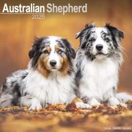 Australian Shepherd Calendar 2025 | Square Dog Breed Wall Calendar - 16 Month