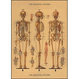 Decorative Wrap 20x28 Skeleton