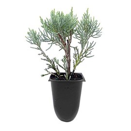 Blue Pfitzer Juniper - 40 Live Plants - Juniperus Chinensis - Drought Tolerant Cold Hardy Evergreen Ground Cover