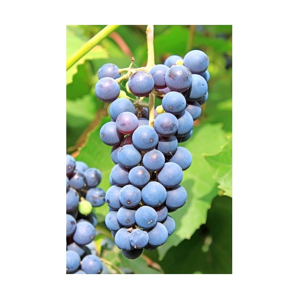 Muscadine Grape Premium Fragrance Oil, 16 Oz. Bottle