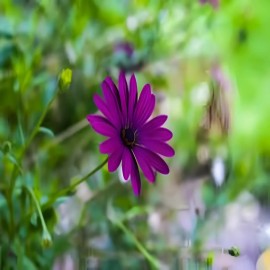 Calndula 50 Cpsulas - Pura Esencia Natural                                                                                                            