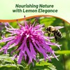 Outsidepride Lemon Bee Balm Seeds - 5000 Pcs Annual, Easy