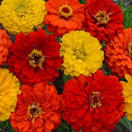 Outsidepride 1000 Seeds Annual Zinnia Elegans Lava Lamp Flower Seed Mix for Planting