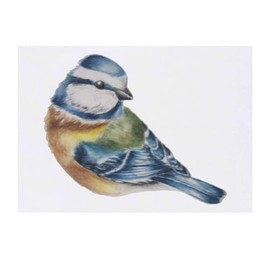 'Blue Tit' Temporary Tattoo - Water Resistant, Skin-Safe, Non-Toxic Transfer (TO00074367)