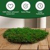 sphagnum-shop.com Plate Moss Preserved for Moss Pictures Decorative Moss Premium