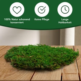 sphagnum-shop.com Plate Moss Preserved for Moss Pictures Decorative Moss Premium Quality Green 750g