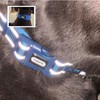 YUDOTE Reflective Adjustable Nylon Dog Collar with Reflevtive Soft Neoprene