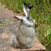Realistic Jackalope Furry Wild Animal Replica Figurine Easter Bunny Spring