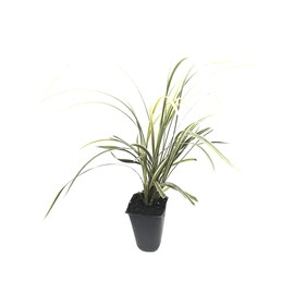 Aztec Grass - 15 Live Plants - Variegated Liriope Ophiopogon Intermedius Argenteomarginatus Evergreen Ground Cover