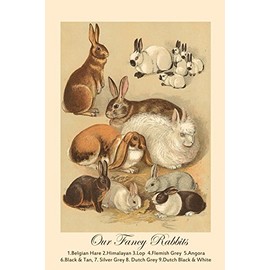 Our Fancy Rabbits Belgium Himalayan Flemish Grey Angora Dutch Grey Black & White Vintage Poster Repro 20" X 30" Image Size. We Have Other