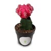 Grafted Moon Cactus Gymnocalycium Mihanovichii (Pink)