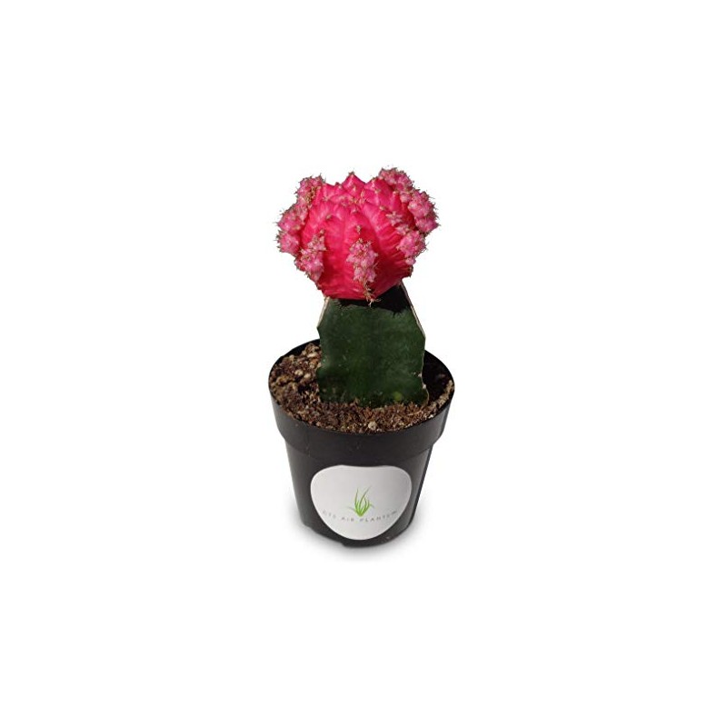 Grafted Moon Cactus Gymnocalycium Mihanovichii (Pink)