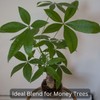 Money Tree Soil (4 Quarts), Potting Mix for Planting/Repotting Pachira