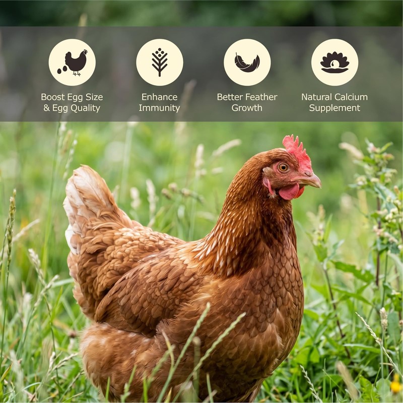 Qinyurj Dried Black Soldier Fly Larvae, High Protein Chicken Treats,5LB