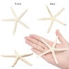 SKOOLOVE 10PCS Natural Starfish Mixed, Finger Starfish and Bread Starfish