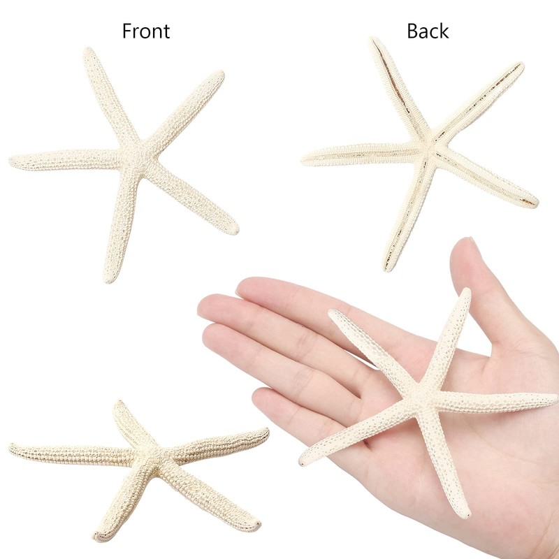 SKOOLOVE 10PCS Natural Starfish Mixed, Finger Starfish and Bread Starfish