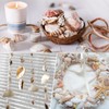 Tiny Mixed Ocean Beach Spiral Seashells &10 Small Starfish -