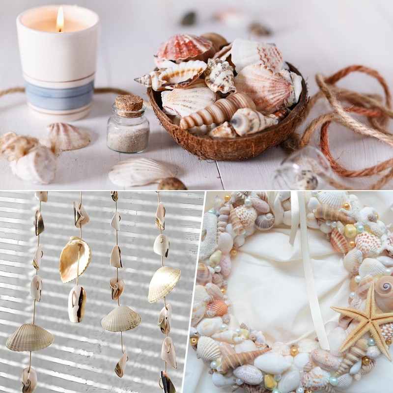 Tiny Mixed Ocean Beach Spiral Seashells &10 Small Starfish -