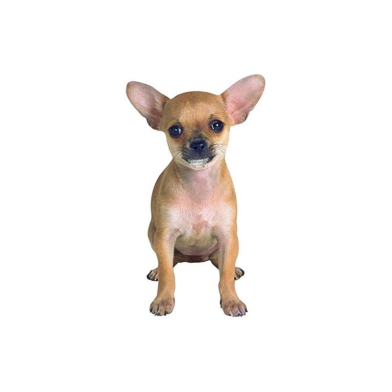 Chihuahua Greeting Card
