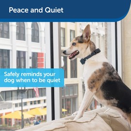 PetSafe Lite Rechargeable Bark Collar for Timid or Little Dogs over 8 lb., 15 Levels of Automatically Adjusting & Light Static Correction - Rechargeable, Waterproof - Reduces Barking and Whining