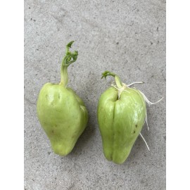 2 Sprouted Chayote Squash Mirliton Live Plant Ready To Plant