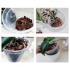 Orchid repotting kit - 6 inch pots with Potting Mix,