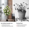 Artificial Camellia Tree 2 Pack, Artificial Plants Outdoor Faux Floral