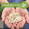Sow Right Seeds - Bulk Mixed Zucchini Seeds for Planting