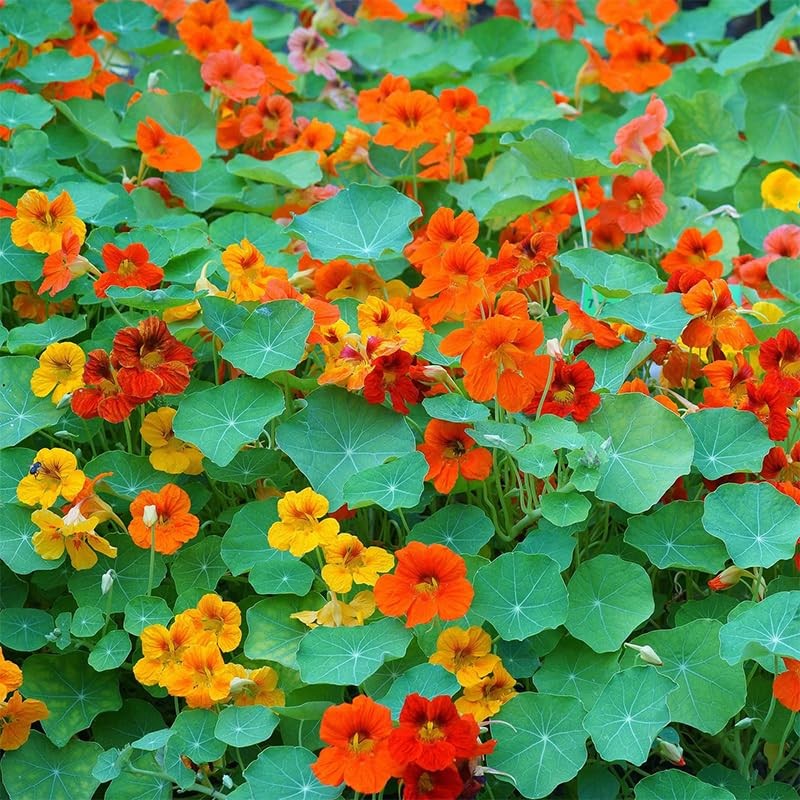 100+ Mix Nasturtium Seeds for Planting-Rare Climbing Flower Attracts Pollinators