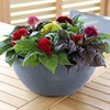 RAISE ME UP: Seeds Cockscomb Mix (Crested, West Indian, Toreador)