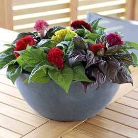 RAISE ME UP: Seeds Cockscomb Mix (Crested, West Indian, Toreador) Celosia Annual Flowers