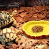 Reccisokz 2 pieces water bowl, terrarium, turtle accessories, turtle terrarium,