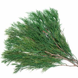 Tavkite 4OZ Preserved Real Pine Leaves Branches -17'' Natural Greenery Plants Twigs Stems Pine Needles Evergreen Picks for Garland Wreath Xmas Wedding Home Party Decor Indoor Outdoor Decoration