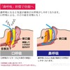 CREPUSCOLO いびき防止！ 快眠サポーター いびき防止サポーター 安眠サポーター いびき軽減 いびき対策グッズ サイズ調整可能 さらに 細かいサイズを調整できる調整ベルト2本付き