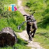 Fancy Pets Juguete de Hilo para Perros Grandes. 56 cm.