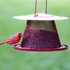 Perky-Pet C00322 Red Cardinal Bird Feeder - 2.5 Feed Capacity