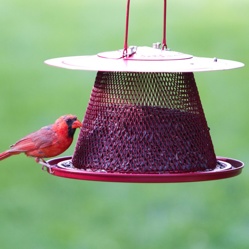 Perky-Pet C00322 Red Cardinal Bird Feeder - 2.5 Feed Capacity