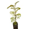 The Jonsteen Company Dawn Redwood | Medium Tree Seedling |