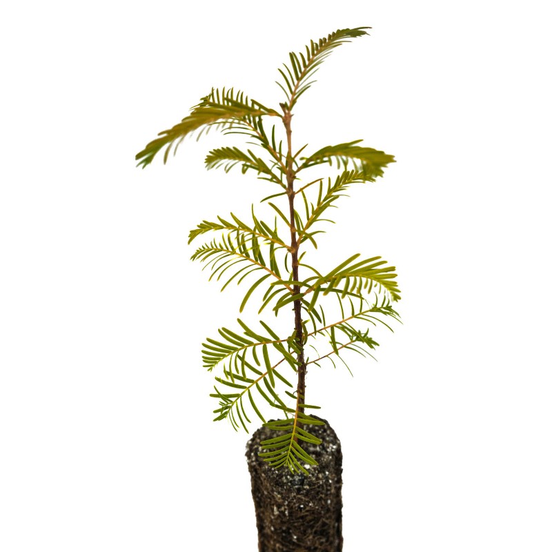 The Jonsteen Company Dawn Redwood | Medium Tree Seedling |