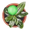 Relaxdays Plant Watering Globes Set, 2-Week Reservoir for Potted Plants,