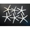 Florida Shells and Gifts 12 White Pencil (Finger) Starfish 4-5"